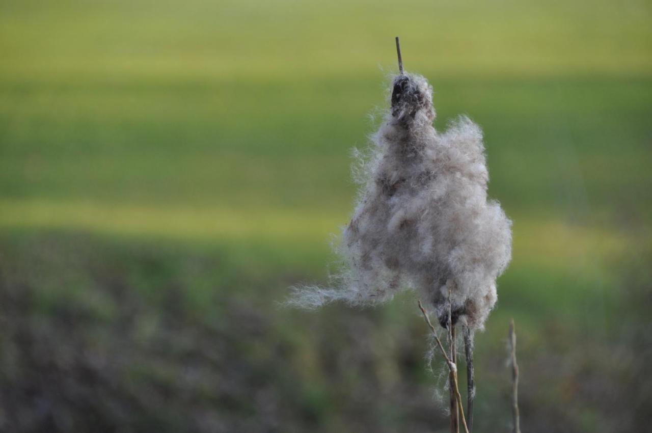 Vakantiehuis 'T Verloren Schaap 达默 外观 照片