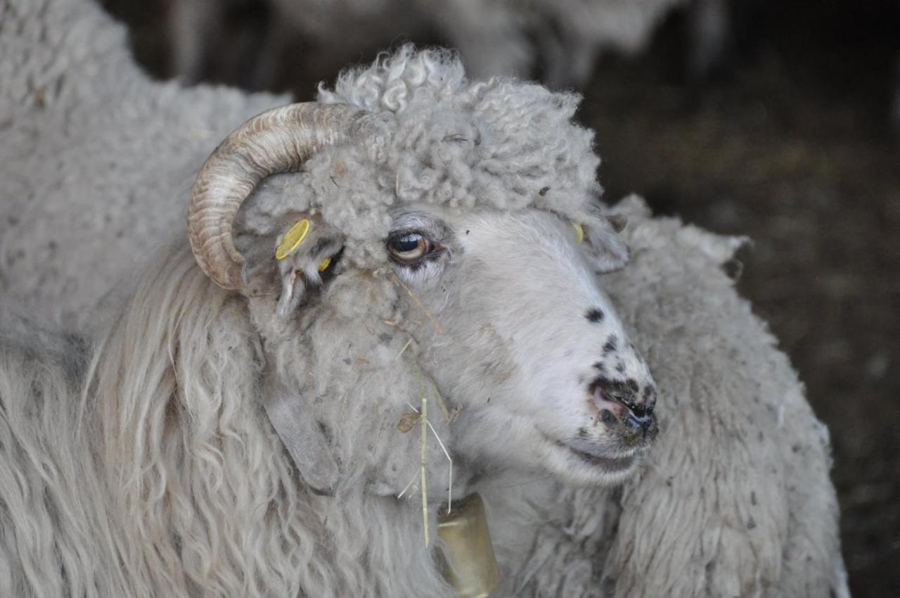 Vakantiehuis 'T Verloren Schaap 达默 外观 照片